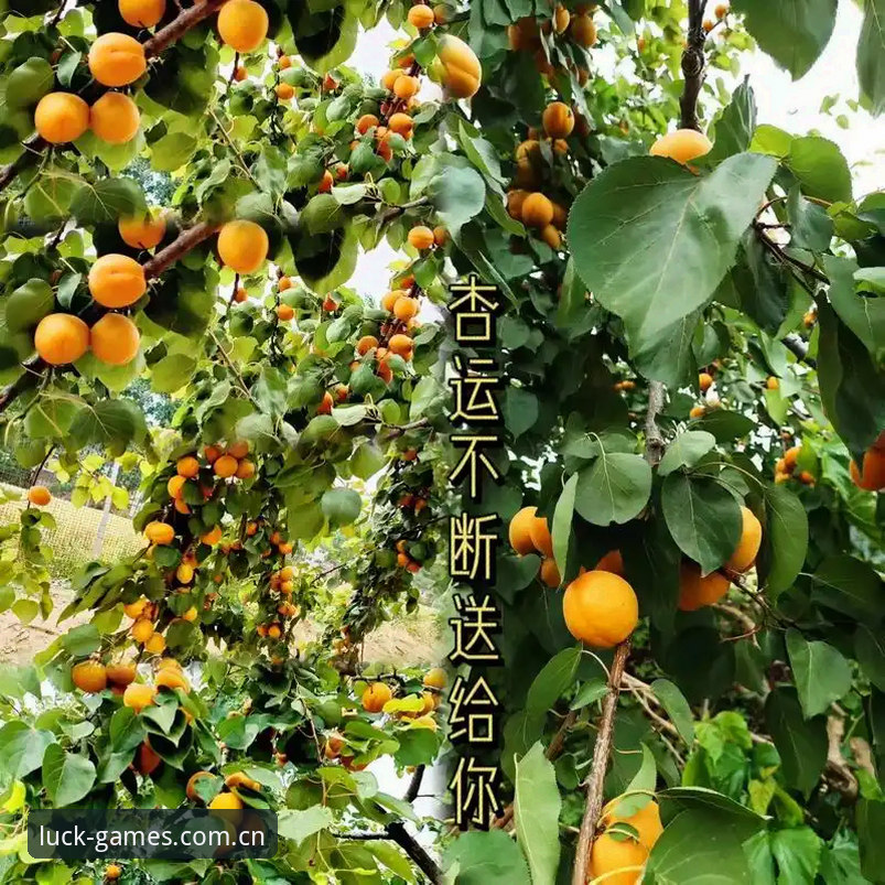 揭秘杏运娱乐安全吗常见问题：用户最关心的真相与实战操作指南